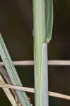 Cereal rye